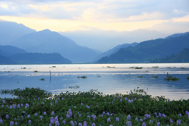 水草に花が咲いているポカラのペワ湖（フェワ湖）
