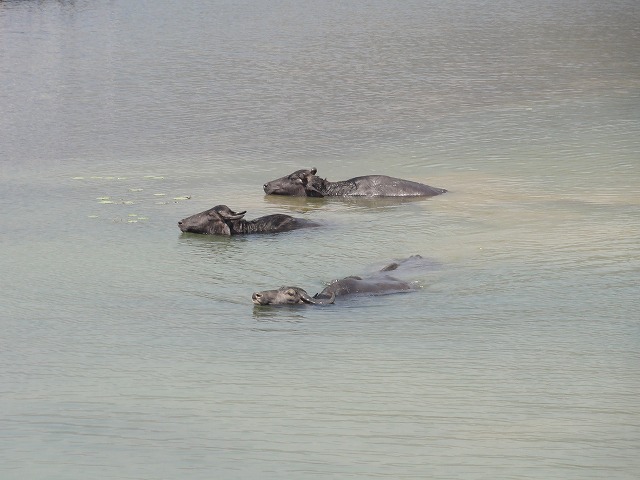 ポカラのペワ湖の水牛